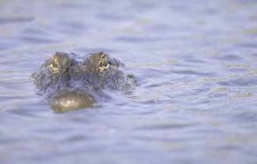 Alligators and other wildlife can often be spotted along the Creole Nature Trail.
