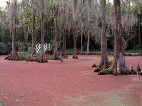 South Carolina Scenic Drive: Ashley River Road | MapQuest Travel