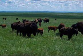 Byways.org Buffalo herds roam in the Lakota Tribal Park along Norbeck Scenic Byway.