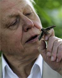 Do you suppose that moth is spying on Sir David Attenborough?“border=