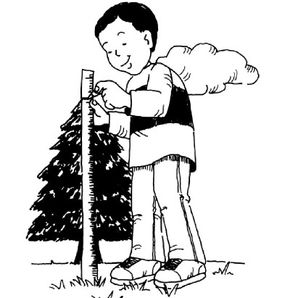 Estimate the height of a tree.