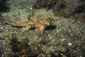 A  horn shark camouflaged on the sea floor; is natural selection responsible for its colors?