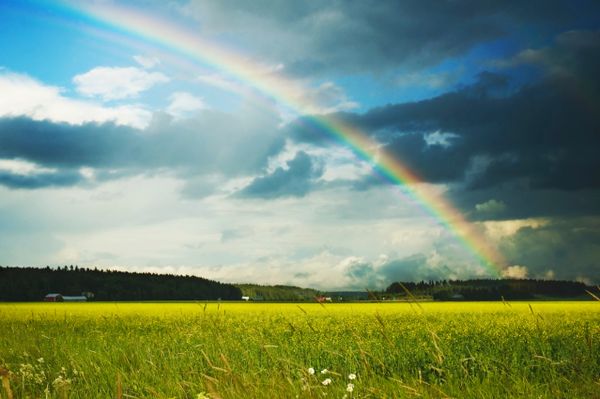 green grass, blue sky