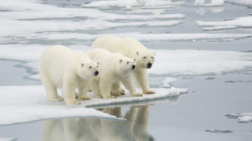 polar bears on ice