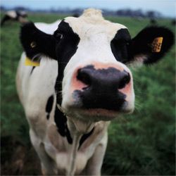 那不是凯蒂·沃尔特·安东尼。然而，牛是甲烷的另一个重要来源，沃尔特·安东尼对此进行了研究。＂border=