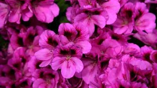 Schizanthus, Butterfly Flower, Poor Man's Orchid