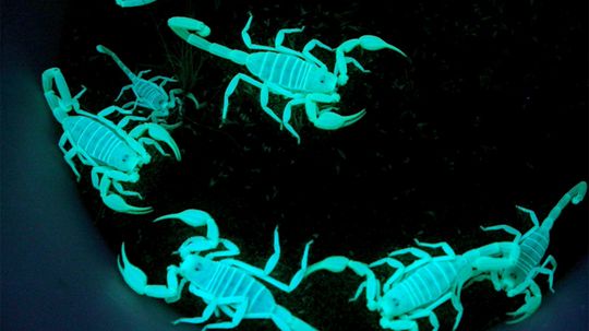 Why Scorpions Glow Under Black Light