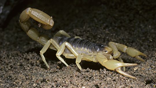 How long can scorpions live without food or water?