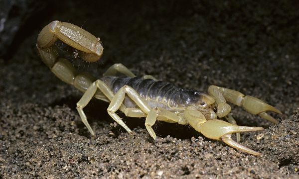 Scorpion Live without Water or Food