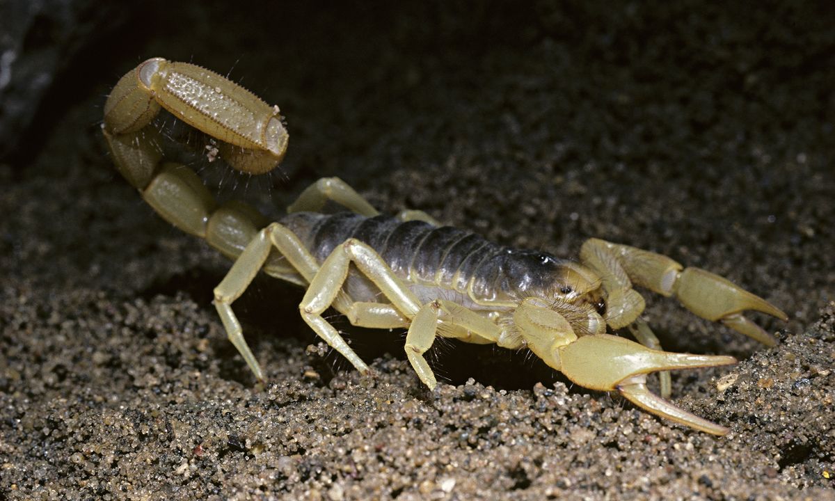 Diet of a Scorpion HowStuffWorks