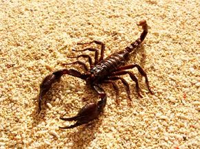 Scorpions can live without food or water for more than a year.