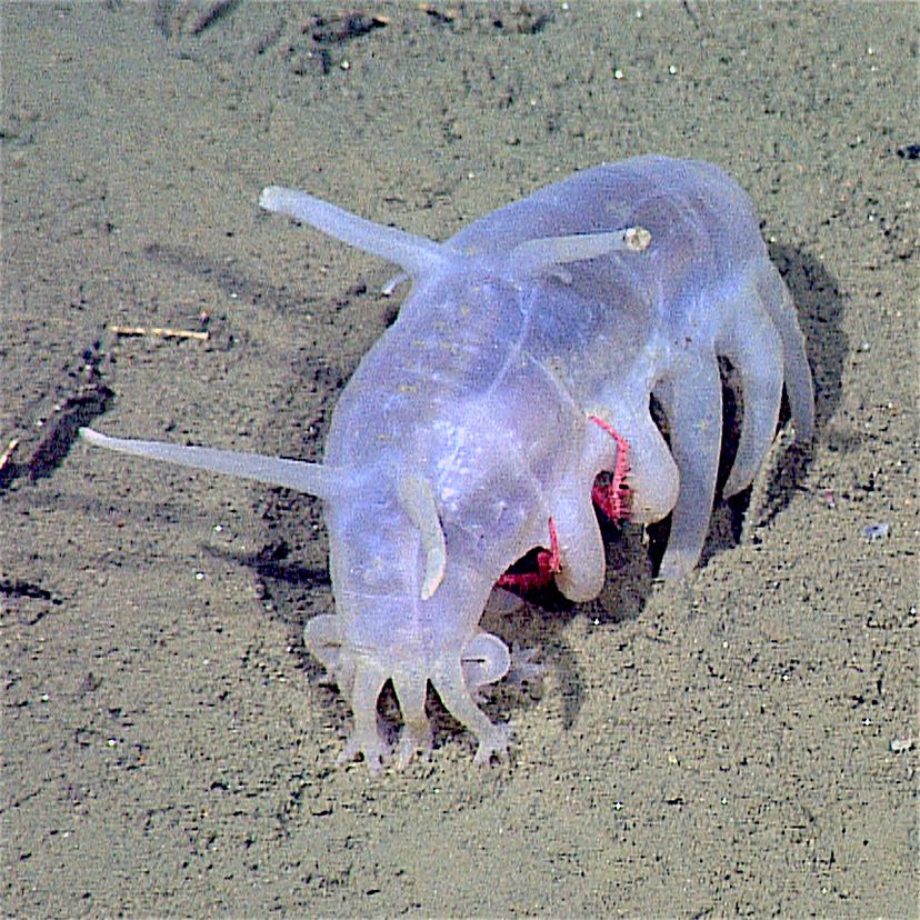 sea pig