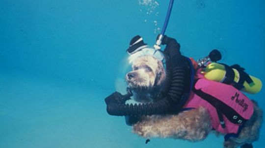 How could a cat scuba dive?