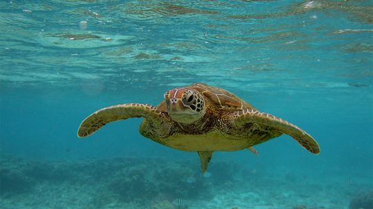 Sea Turtles Are Making a Huge Comeback, Thanks to the Endangered Species Act