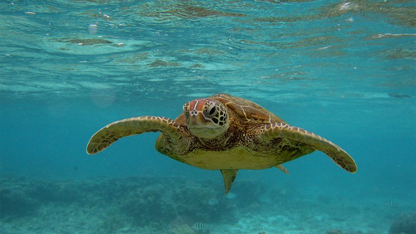 sea turtle, endangered species act