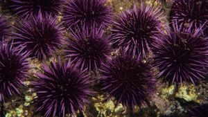 Purple Sea Urchin