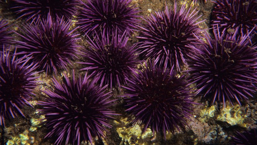 Purple Sea Urchin