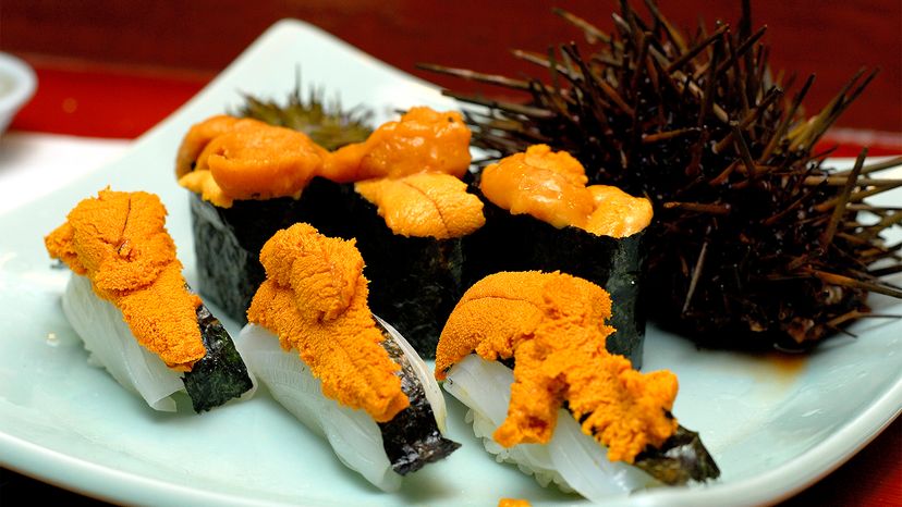 sea urchin food