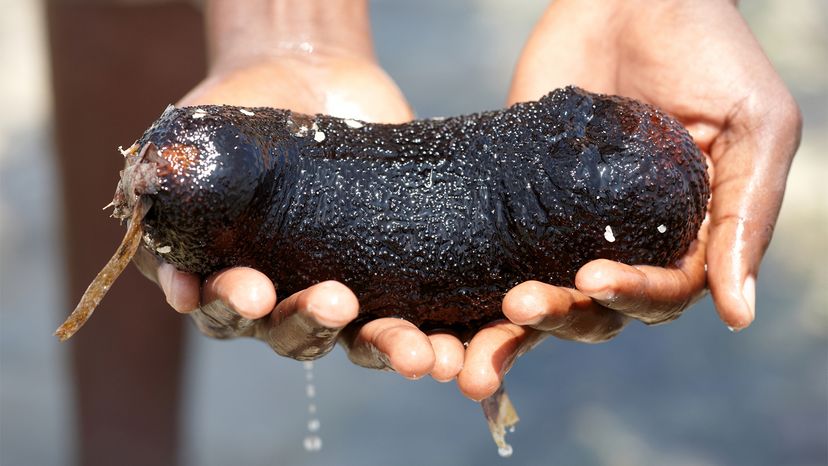 sea cucumber