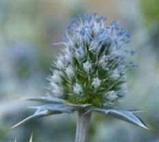 Sea holly is also known as Rattlesnake-Master, Sea Holm, Spiny Cilantro and Miss Wilmott's Ghost.