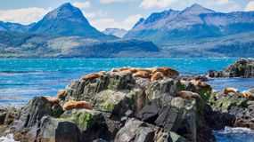 sea lions in patagonia