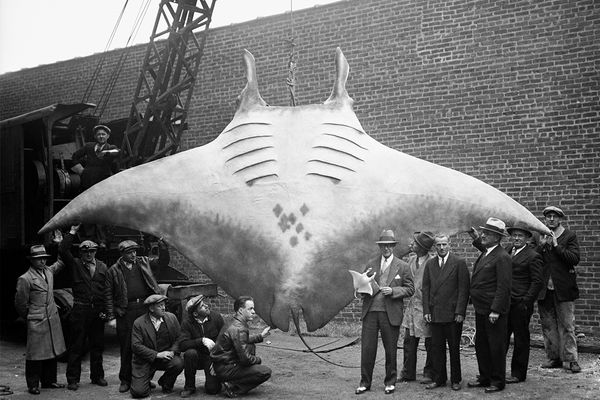 Giant devil ray