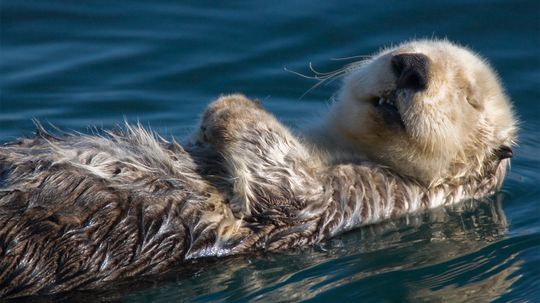 Sea Otters Are the Party Animals of the Sea