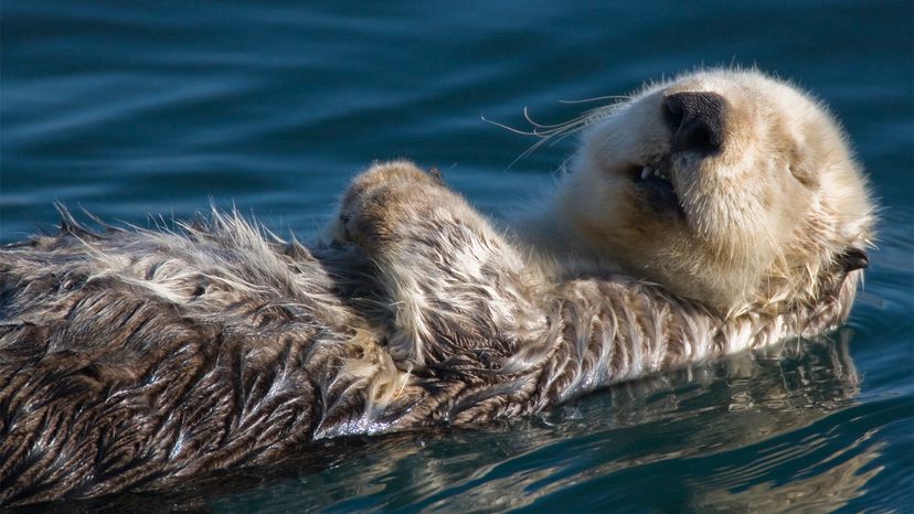 sea otter	