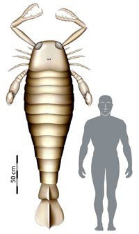 A eurypterid, or giant sea scorpion, would be taller than a man.