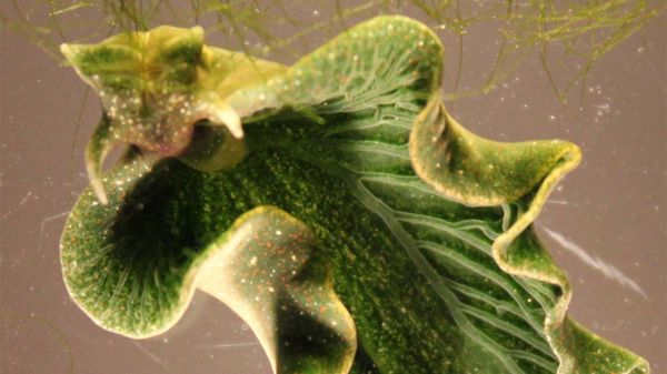sea slug, algae