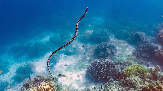 Sea Snakes Can Be More Venomous Than Rattlesnakes