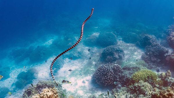 Underwater reef teeming with blue wildlife.