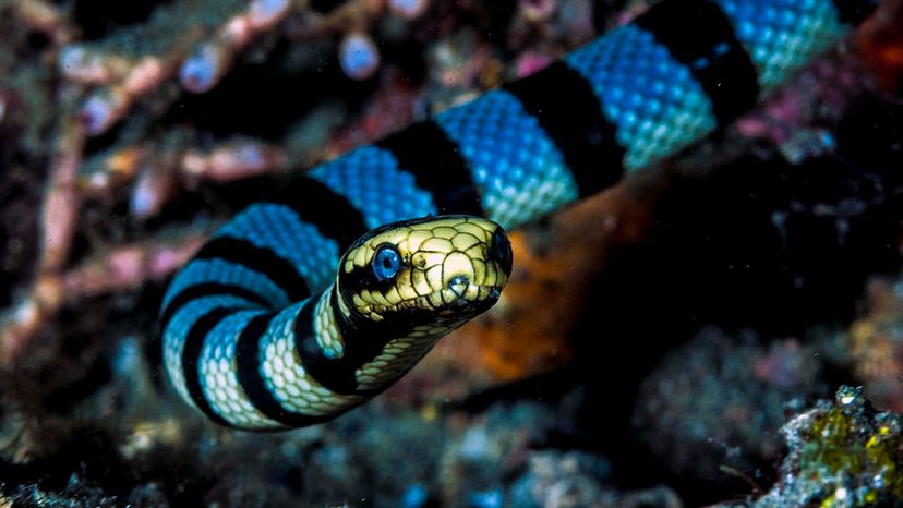 sea snake