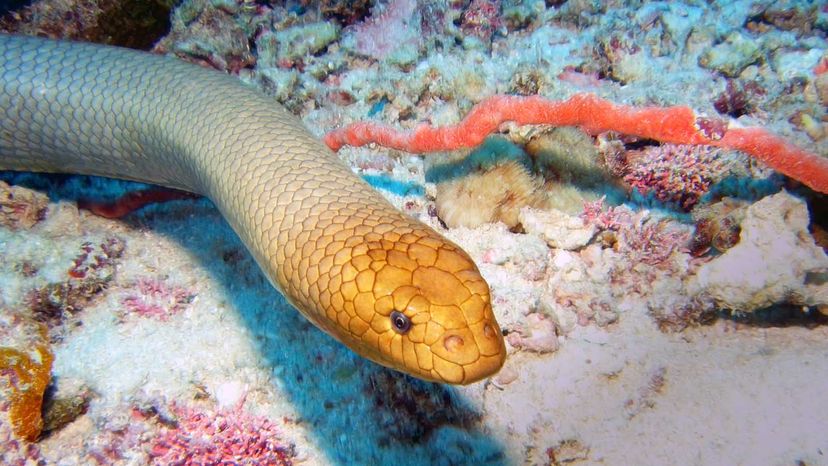 Venomous Sea Snake Facts (Hydrophiinae and Laticaudinae)