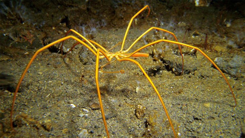 sea spider, breathing