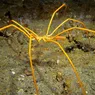 Sea Spiders Breathe Through Pores in Their Legs