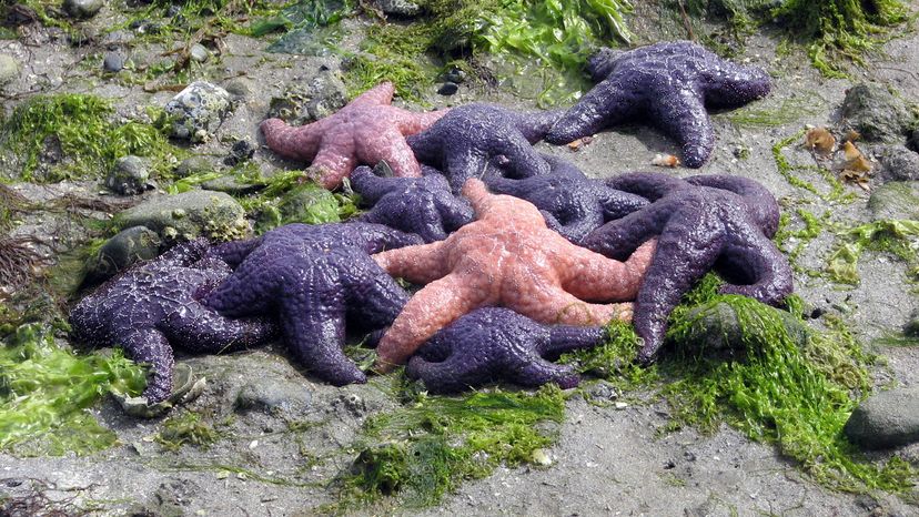 Ochre sea stars