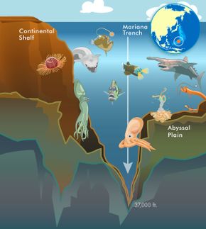 The Mariana Trench is loaded with weird and wonderful sea life.