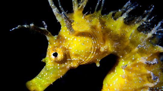 Seahorses Have Hotels! Plus 9 Other Amazing Seahorse Facts