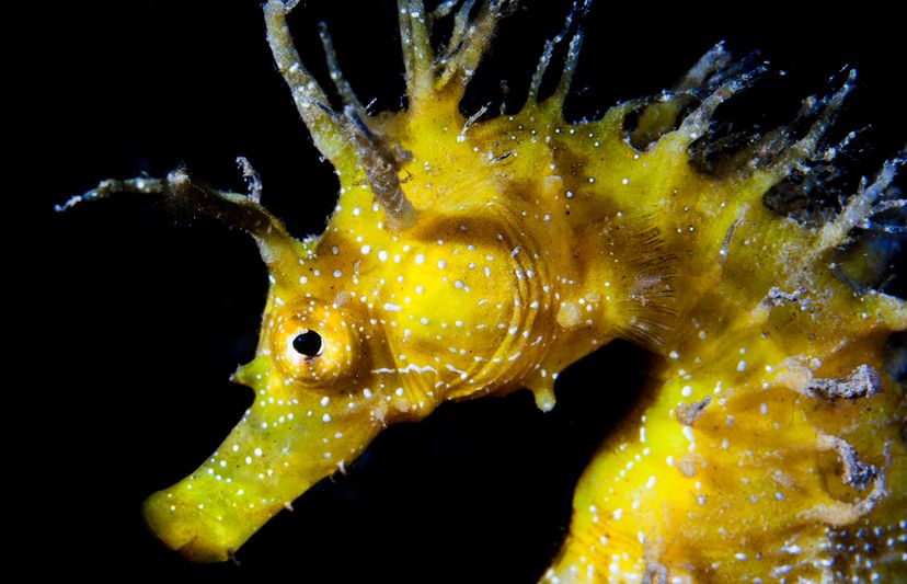 Mediterranean seahorse 