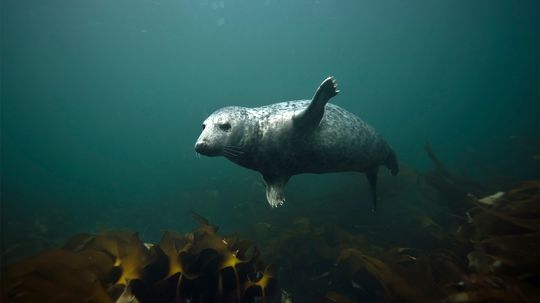 Seals Clap Underwater to Communicate