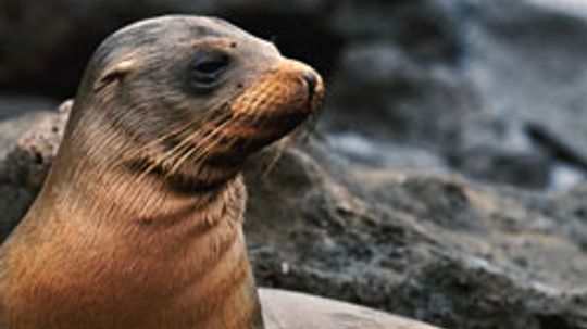 The Ultimate Seal Quiz