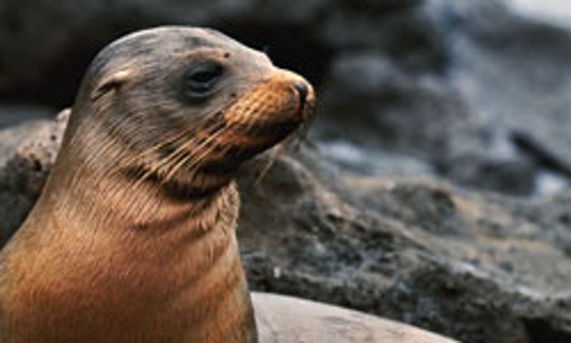 The Ultimate Seal Quiz