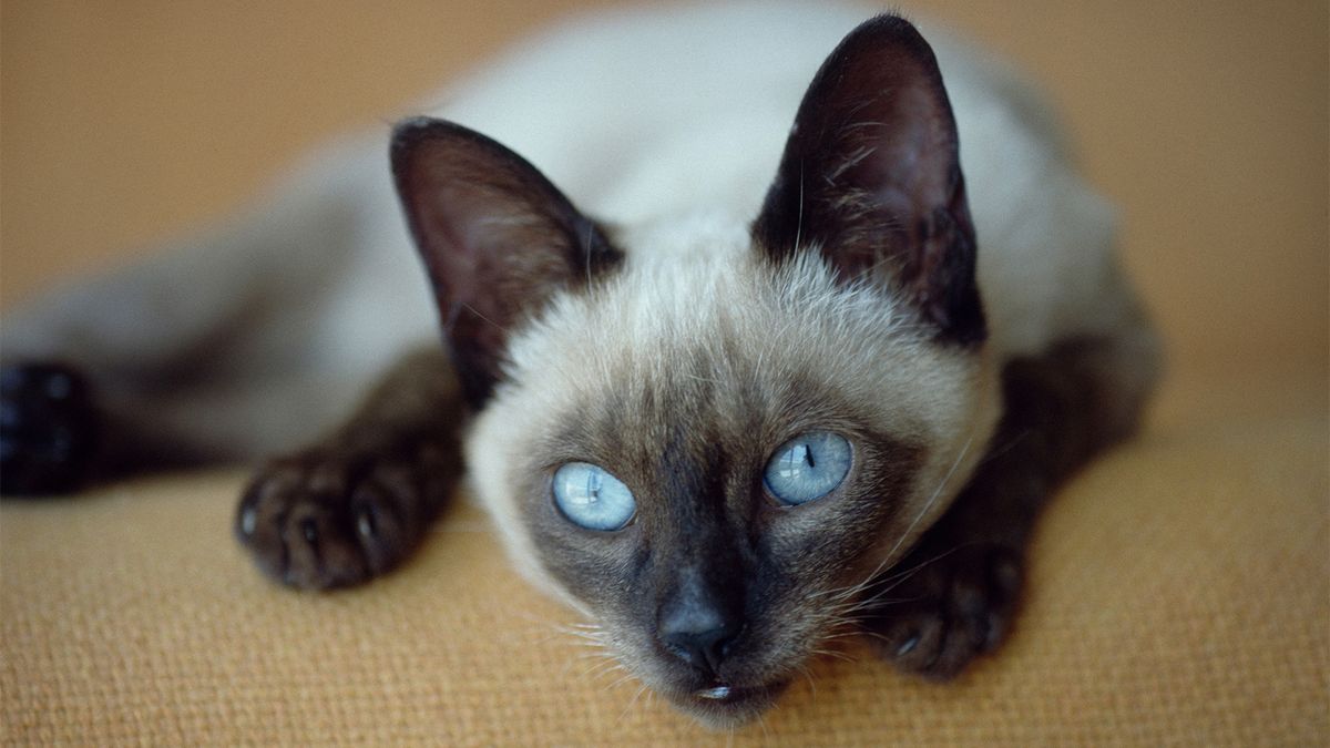 Blue seal best sale siamese cat