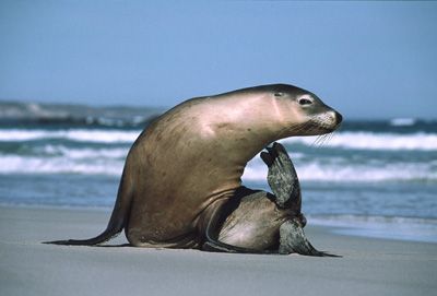 Australian sea lion