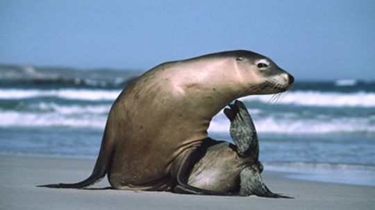 What's the difference between a seal and a sea lion?