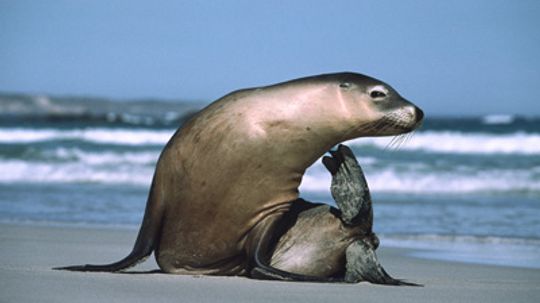 Seals, Sea Lions and Otters 