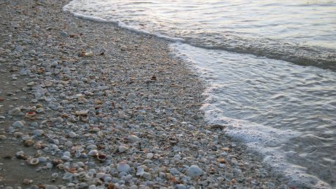 Where Have All the Seashells Gone? - Vimarsana News