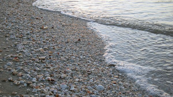 Is a Sand Dollar Alive?