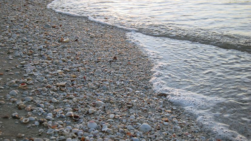 Sanibel Island seashells